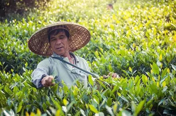 六堡茶的原产地在哪里？六堡茶为什么会成为历史名茶？