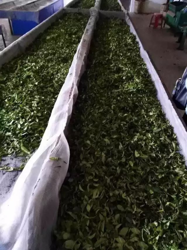 六堡茶市场调研——传统工艺六堡茶（农家茶）篇
