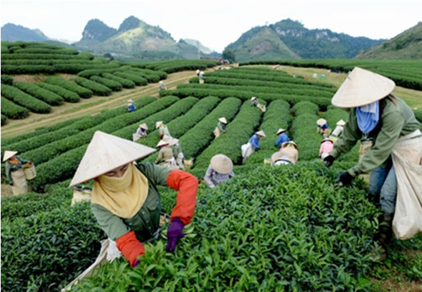 六堡茶原料之越南河江料解读